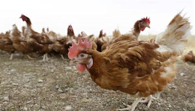 Transmisión de la gripe aviar a personas, una gran preocupación para la OMS