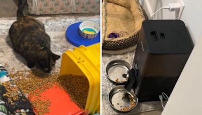Woman wonders why cat didn't eat breakfast, then reason becomes clear