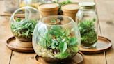 Terrariums Are Making a Major Comeback—Plus 3 More Houseplant Trends for 2024