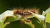 Fungal infection killing off browntail moths in Maine
