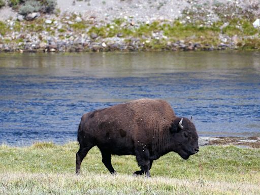 Man accused of kicking bison in alcohol-related incident, Yellowstone Park says