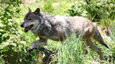 EuGH: Keine regionale Wolfsjagd bei insgesamt ungünstigem Erhaltungszustand