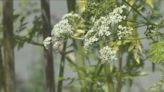 Appearances may be deceiving: Unassuming backyard weed can deadly to people, animals