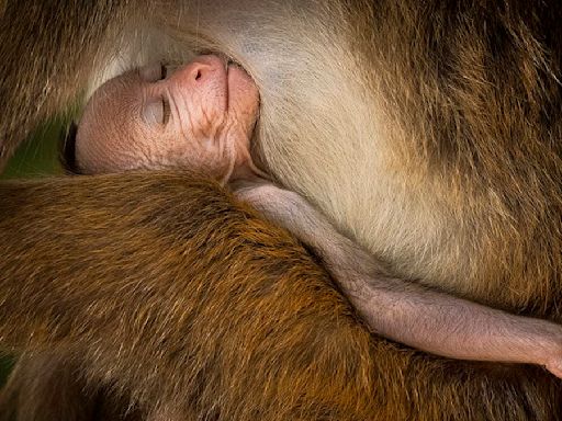 Winners of the 2024 Wildlife Photographer of the Year contest revealed