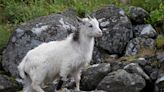 Ancient wild goat herd in North East is added to the rare breeds watchlist