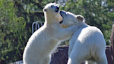 Twin polar bear cubs are getting ready for their closeup with the public at Tacoma zoo