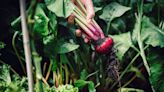 These five vegetables will be ready to harvest by summer if you plant them now