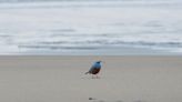 ‘Extremely rare’ bird spotted on Oregon coast