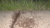 Nature Nuggets: Here come the ants
