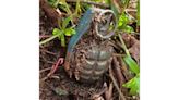 Van Buren County man finds live grenade while doing yard work