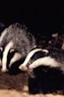 The Secret Life of the European Badger