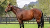 Share in Top Sire Zoustar Goes for Sale-High AU$1.3M