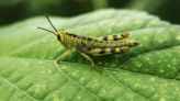 'I'm a gardening pro - how to stop pests from ruining your plants'