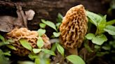 Interactive Map: Where to find morel mushrooms in New York