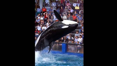 Did the public know all the facts about Lolita’s death at Miami Seaquarium? | Opinion