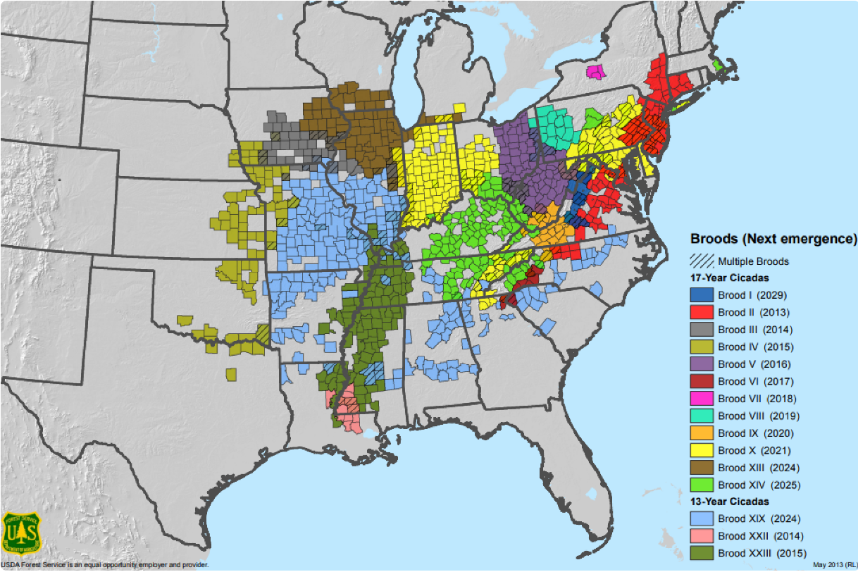 When will cicadas emerge in Ohio again? 1 part of the state will see them in 2025