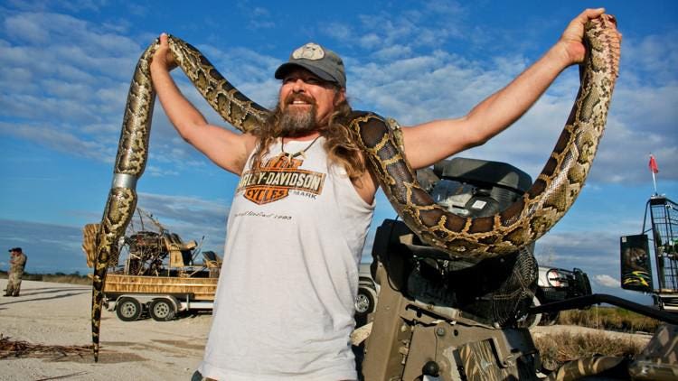 Florida Python Challenge is on! Prizes a lot bigger in 2024 for snakes hunted this August