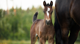 Wild Baby Horse Gets the Cutest Zoomies After Feeling Rain for the First Time