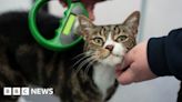 Cat owners in Devon and Cornwall warned to microchip pets soon