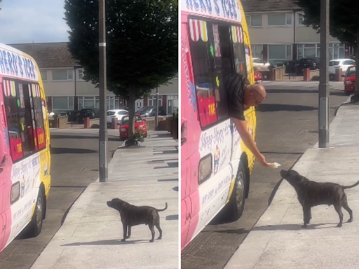 Dog runs for ice cream every time he hears van, patiently "waits in line"