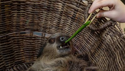 Should You Hug a Sloth?
