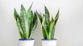 Are Snake Plants Toxic to Dogs?