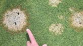 Garden expert shares 'most common causes' of a patchy lawn and the 3-step fix