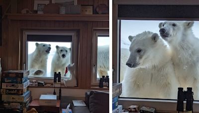 Arctic Researchers Get Surprised by Polar Bear Visitors While Making Breakfast