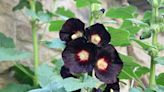 These Beautiful Black Flowers Add Offbeat Charm to Any Garden