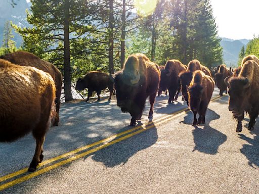"I'm cheering for the assault cows" – Yellowstone tourists scorned after posing for photos with bison