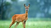 Video of Deer Giving Cat a ‘Nose Boop’ Is a Total Gem