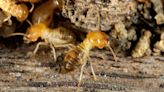 What to know about termite swarms: GoPest