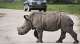 Rhino herd at Lion Country Safari welcomes calves Alissa and Tabitha