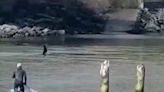 'It didn't seem real': Orca swims beside paddle boarder in mouth of Jordan River