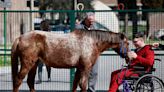 Therapy horses help neurology patients regain confidence, motor skills