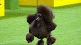 Sage the Miniature Poodle Wins Best in Show at the 2024 Westminster Dog Show