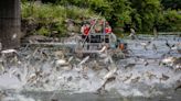 Invasive Asian carp are spoiling US rivers. Could they end up in Kansas fishing lakes? | Opinion