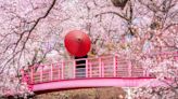 Tiempo de sakura: disfrutemos de los cerezos en flor y de sus frutos saludables