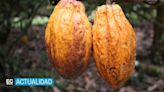 Boom de precio del cacao ¿Es buen momento para sembrar de esta fruta?
