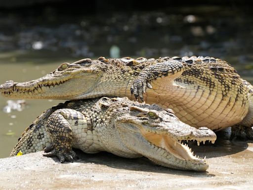 Cambodia marks comeback of world’s most endangered Siamese crocodiles
