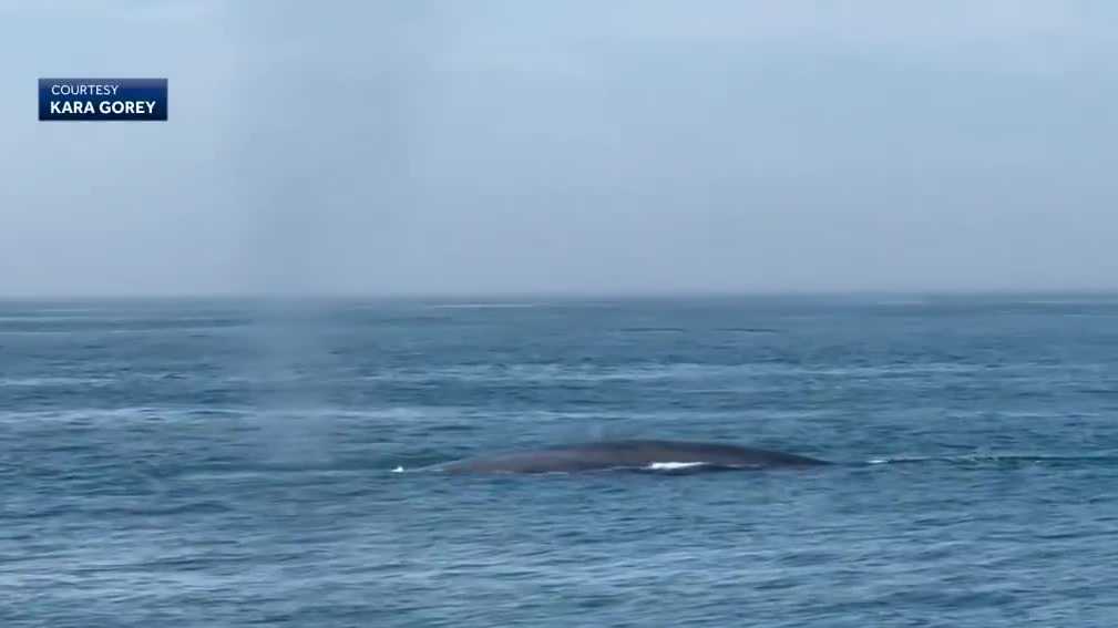 Endangered blue whale spotted near Cape Ann, Massachusetts