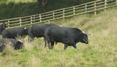 Revelan cuántos empleos directos recibirán cornada con prohibición de corridas de toros