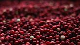 Cranberry Juice Proven Effective in Preventing UTIs