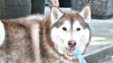 PHOTOS: Langley animal shelter gives special send off to Kyle the husky
