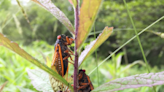 Planning To Go See Cicadas? Here’s What To Know