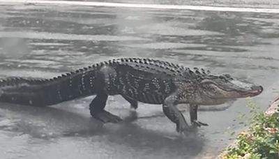 'There's a 7-footer': Puddle-loving gator strolls across South Carolina road during Debby's deluge