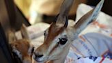 Endangered gazelles find Libyan ‘safe haven’