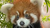 Red panda cub, 1st born at San Diego Zoo in nearly 20 years, is named