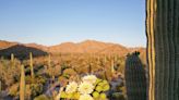 Controversial removal of saguaro from golf course highlights cactus' revered status