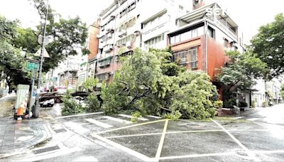 BMW女乘客險遭壓！強颱凱米今晨觸陸 北市大同2起路樹倒塌